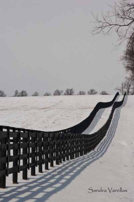 Fence Row in Snow