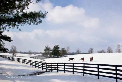 Kentucky Winter