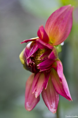 Dahlia