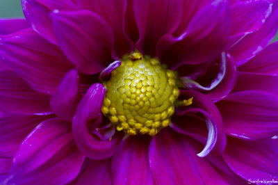 Dahlia
