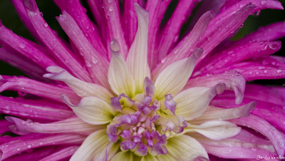 Star's Favourite Dahlia