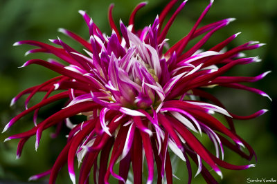Spider Woman Dahlia