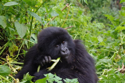 Rwanda 2010