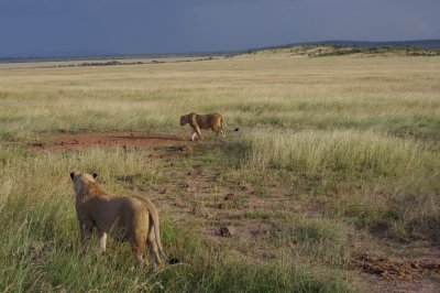 Kenya 2010