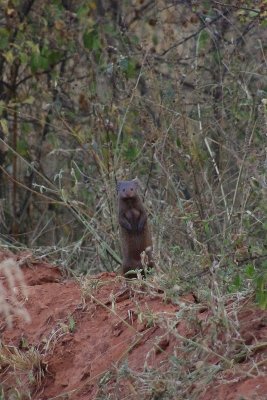 Dwarf mongoose (far away!)