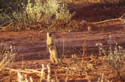 Tsavo West, banded mongoose