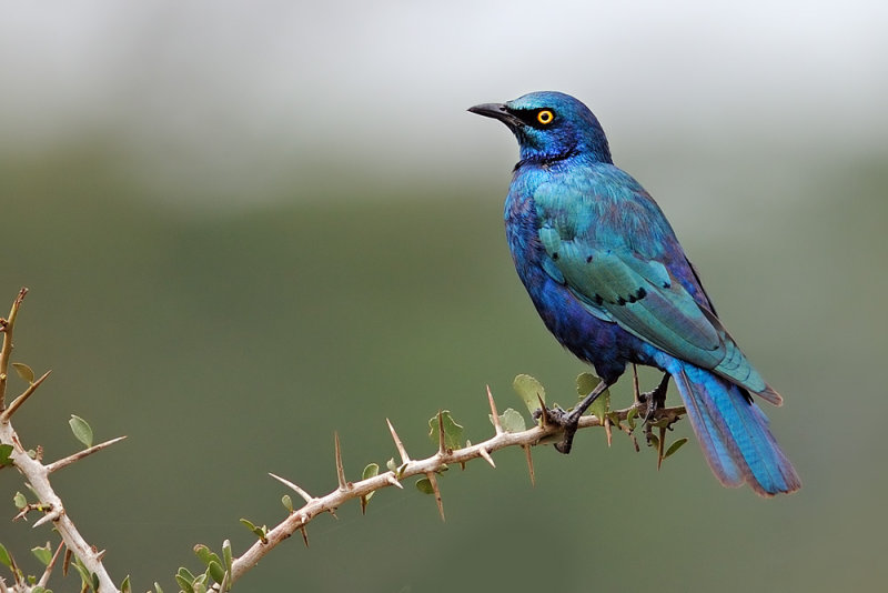 Greater Blue-eared Starling