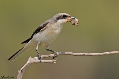 DSC_0679.jpg