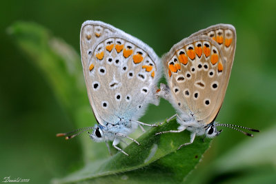DSC_0401.jpg