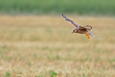 DSC_1479.jpg