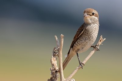 DSC_1619.jpg