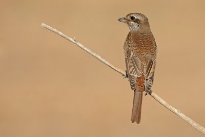 DSC_1843.jpg