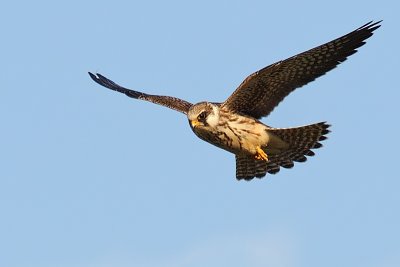 DSC_1945.jpg