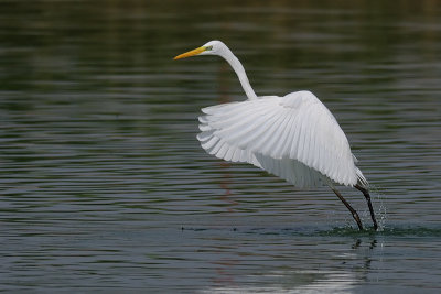 DSC_2579.jpg