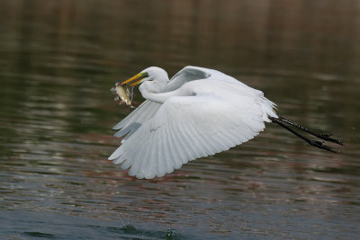 DSC_2603.jpg