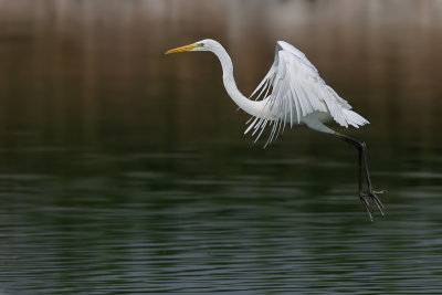 DSC_2622.jpg