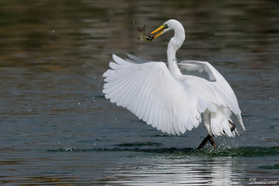 DSC_2598.jpg