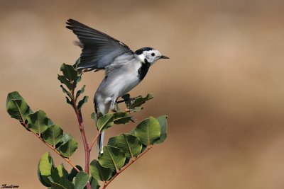 DSC_4731.jpg
