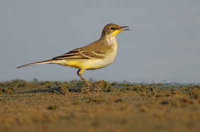 DSC_3951.jpg