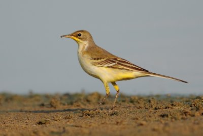 DSC_3950.jpg