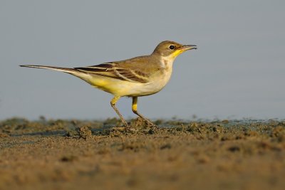 DSC_3952.jpg
