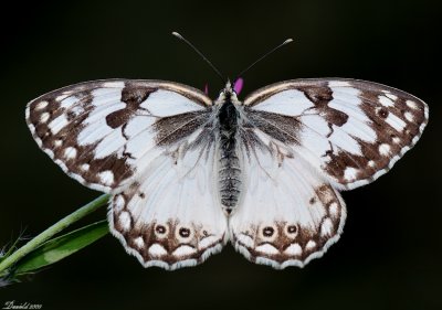 DSC_9683.jpg