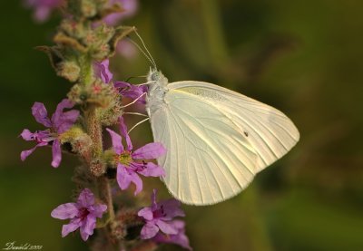 DSC_3969.jpg