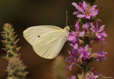 DSC_3978.jpg
