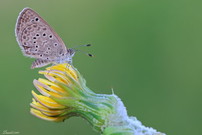 DSC_4193.jpg