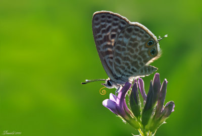DSC_4345..jpg