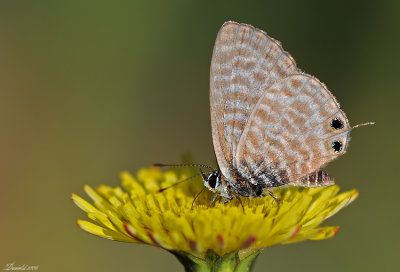 DSC_4461.jpg