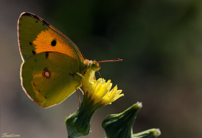 DSC_4538.jpg