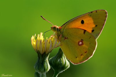 DSC_4534_1.jpg