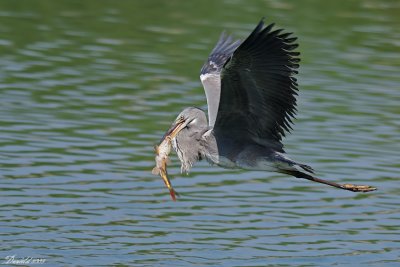 DSC_5608.jpg