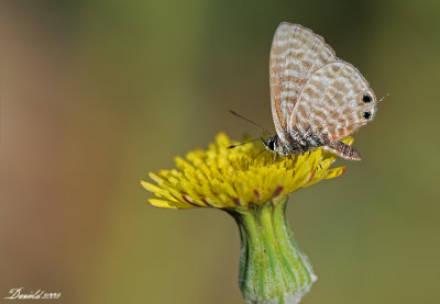 DSC_4457.jpg