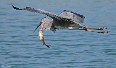 DSC_5617.jpg