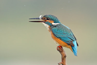 kingfishers - גמדי