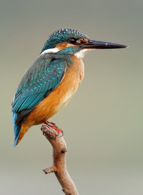 kingfishers - גמדי