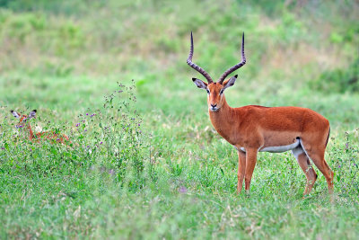 Antelope - אנטילופה