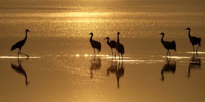 The gilded lake