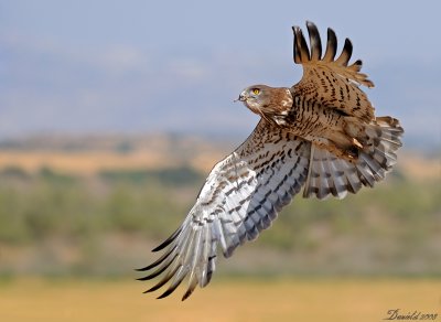 short-toed eagle