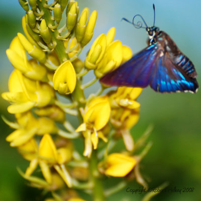 San Carlos Bay: Bunche Beach Preserve