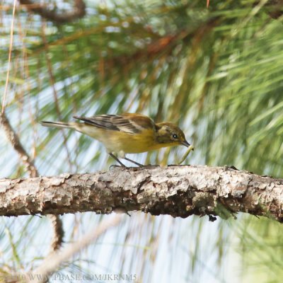 Pine Warbler