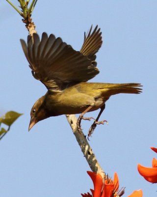 Cape Weaver (female)