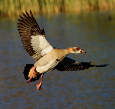 Egyptian Goose