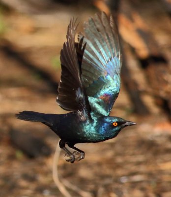 Cape Glossy Starling