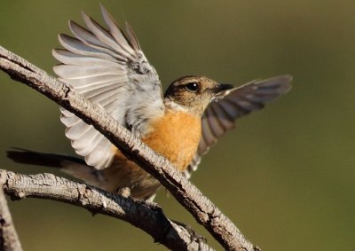 African Stonechat (f)