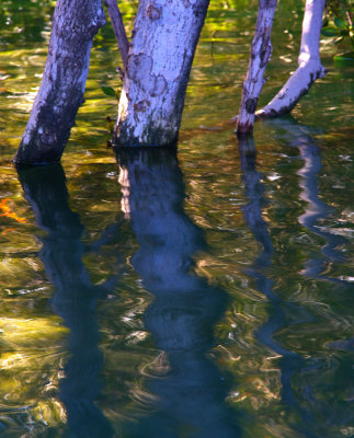 Monet's Mangroves