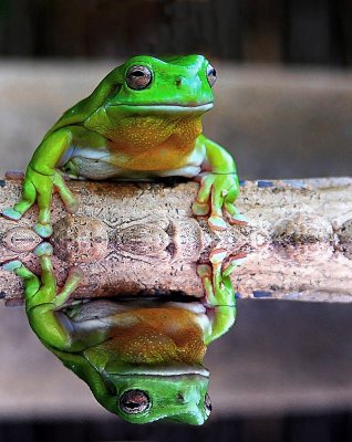 frog reflection