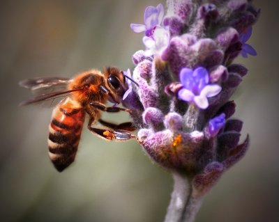 bee